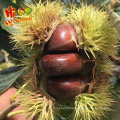 new crop big size fresh shandong tai an chestnut